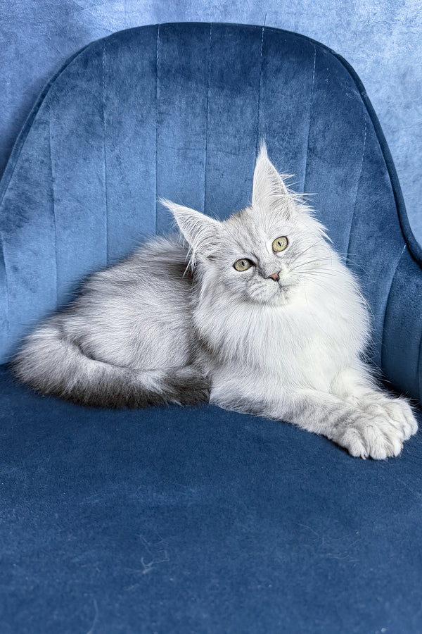 Zultan | Maine Coon Kitten