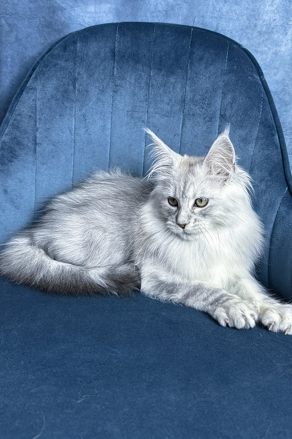 Zultan | Maine Coon Kitten