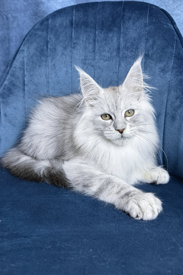 Zultan | Maine Coon Kitten