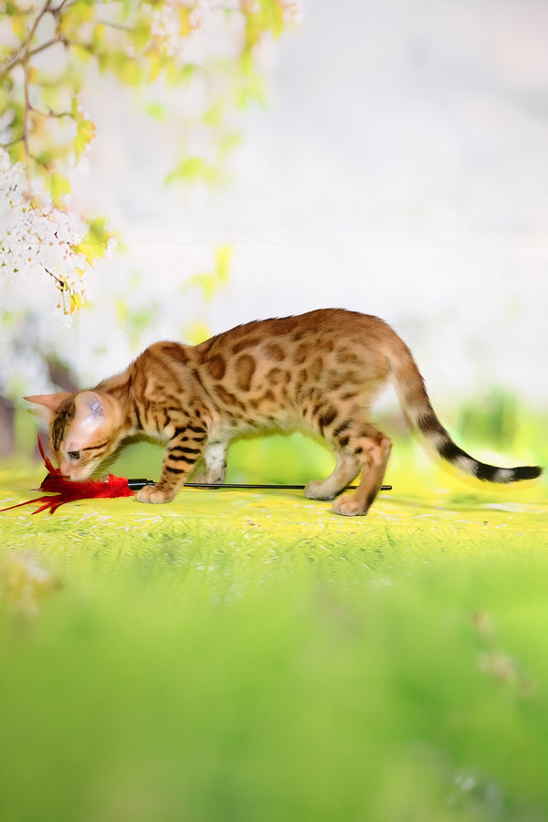 Francesca | Bengal Kitten