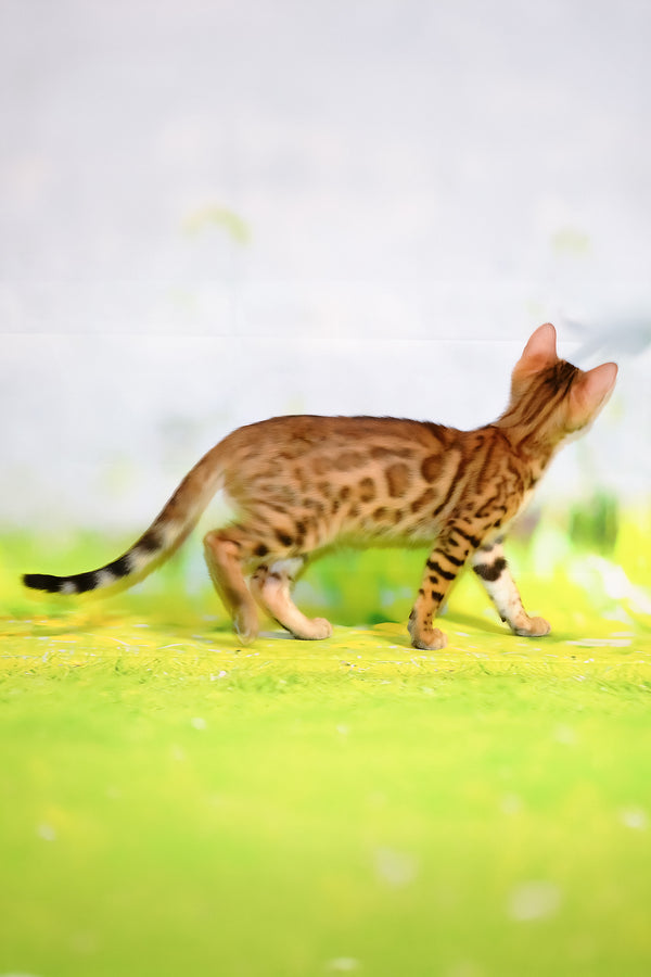 Francesca | Bengal Kitten