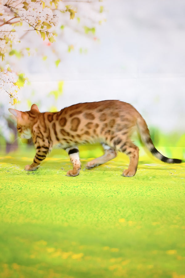 Francesca | Bengal Kitten