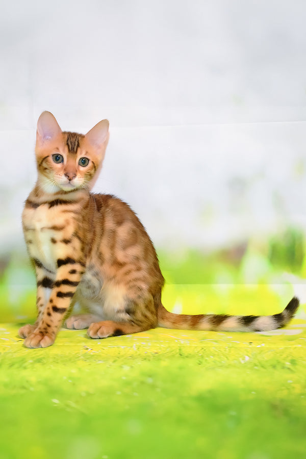 Francesca | Bengal Kitten