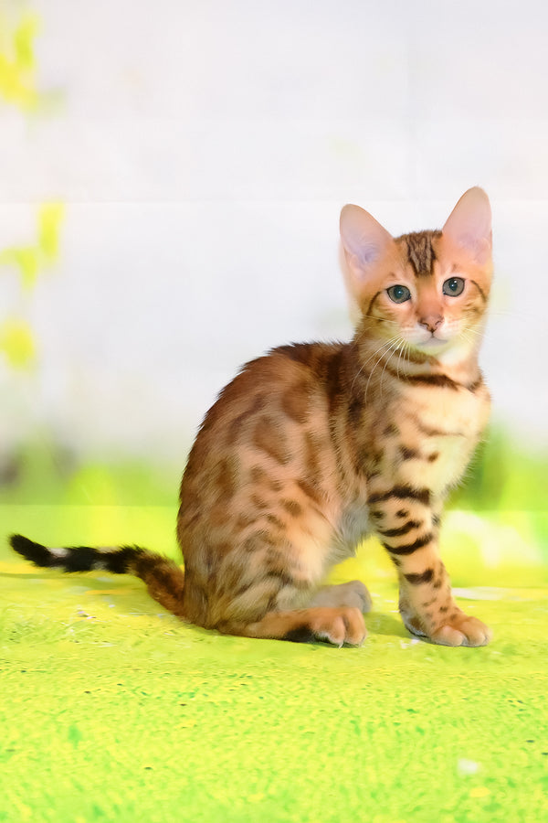 Francesca | Bengal Kitten
