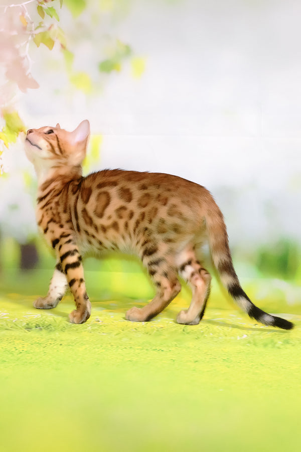 Francesca | Bengal Kitten