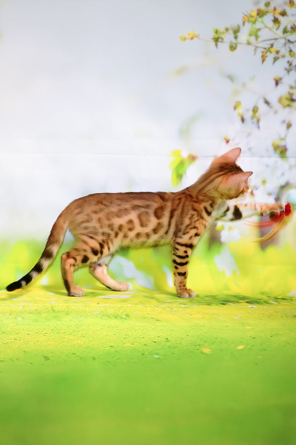 Francesca | Bengal Kitten