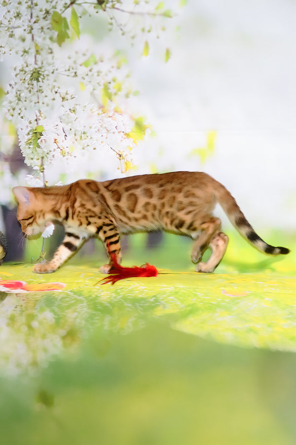 Francesca | Bengal Kitten