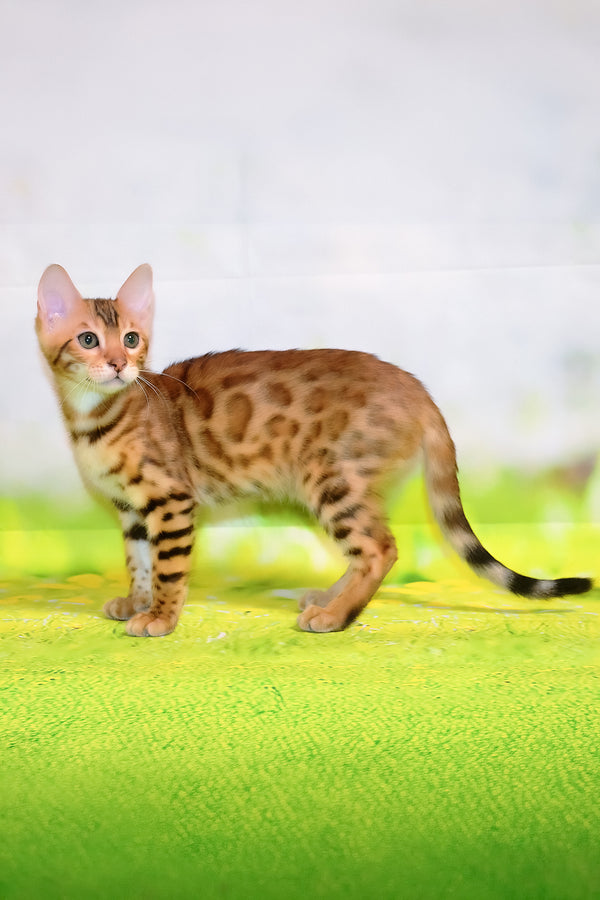 Francesca | Bengal Kitten
