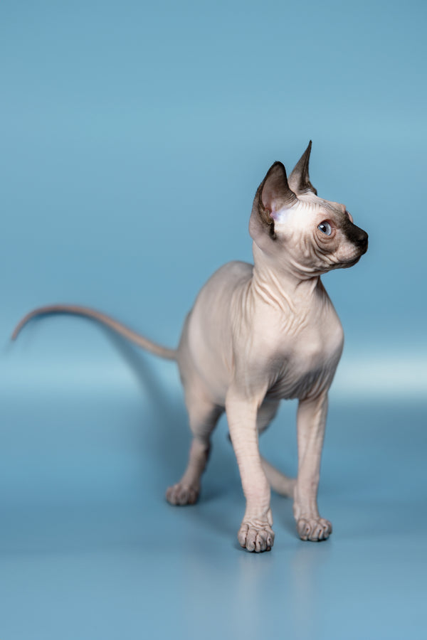 Pluton | Canadian Sphynx Kitten