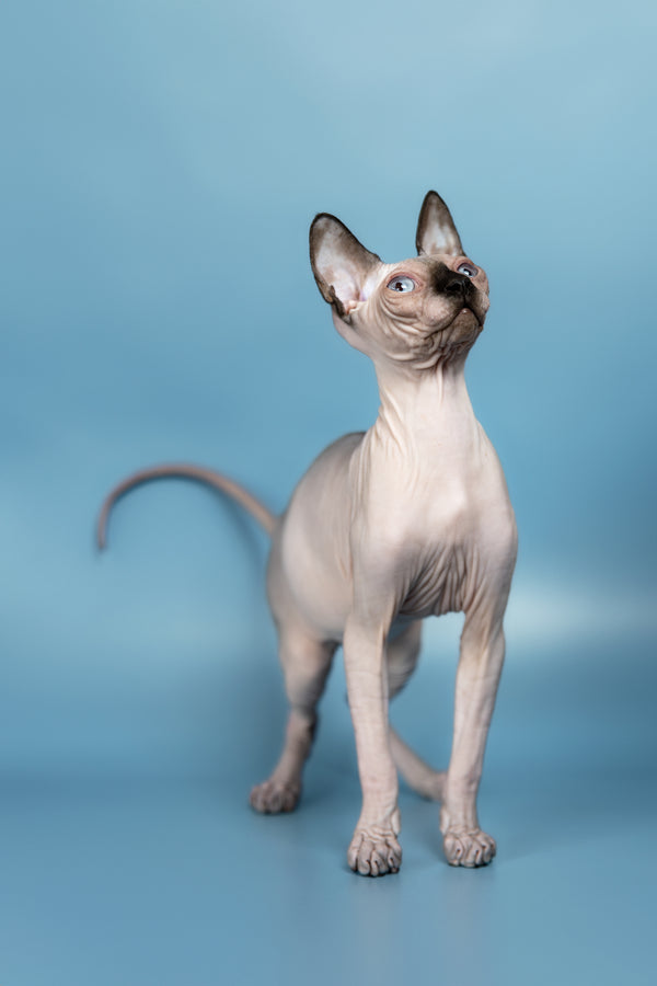 Pluton | Canadian Sphynx Kitten