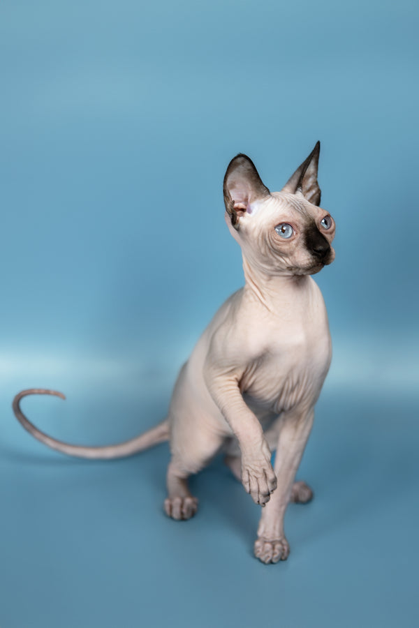 Pluton | Canadian Sphynx Kitten