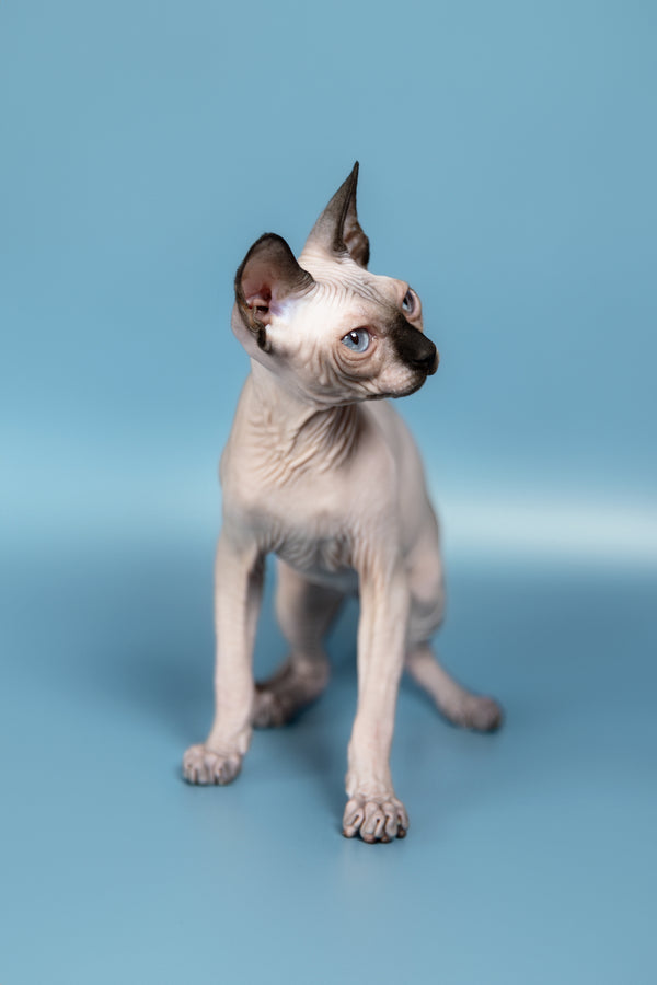 Pluton | Canadian Sphynx Kitten