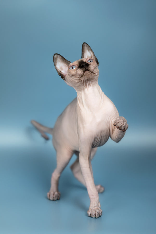 Pluton | Canadian Sphynx Kitten