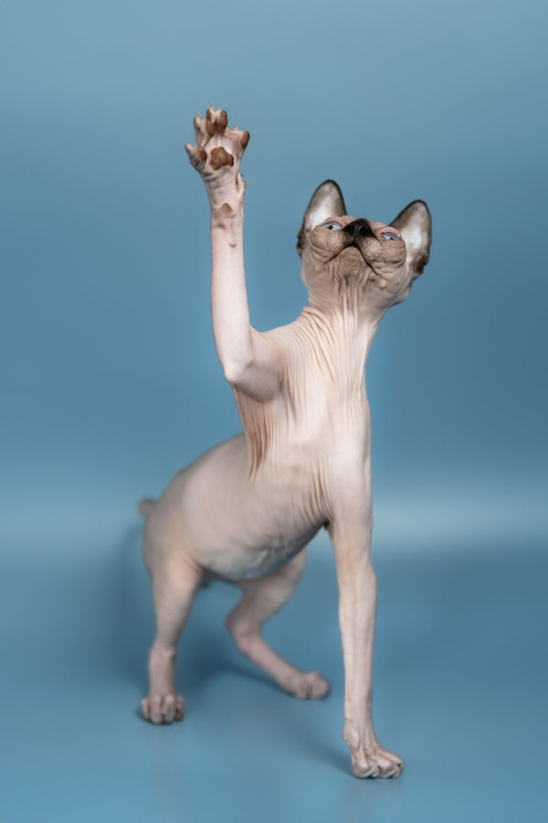 Pluton | Canadian Sphynx Kitten