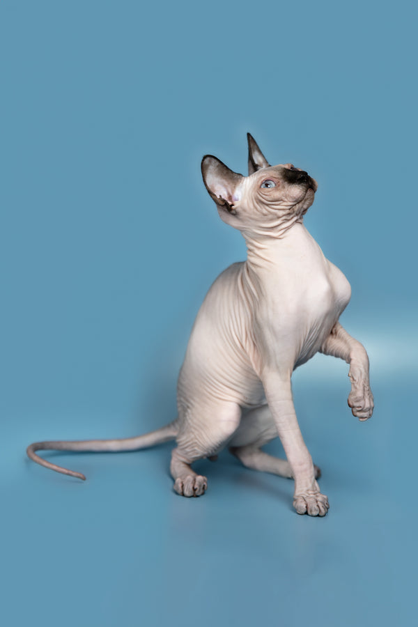 Pluton | Canadian Sphynx Kitten