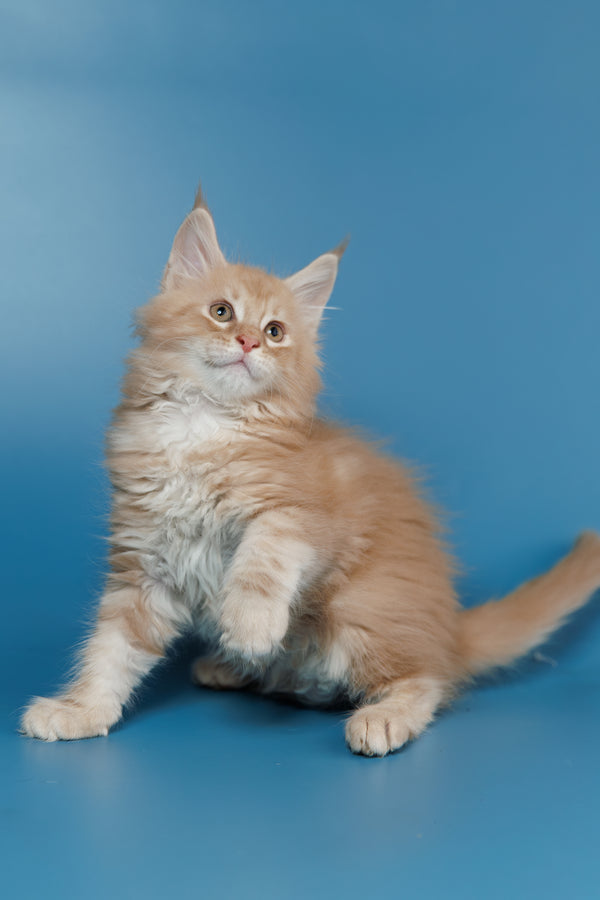 Teddy | Maine Coon Kitten