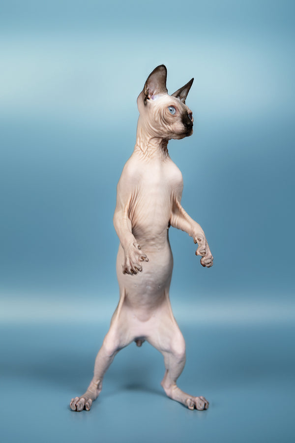 Pluton | Canadian Sphynx Kitten