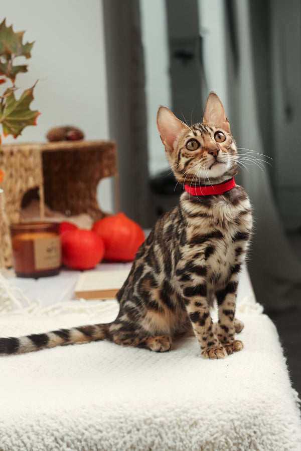 Karina | Bengal Kitten