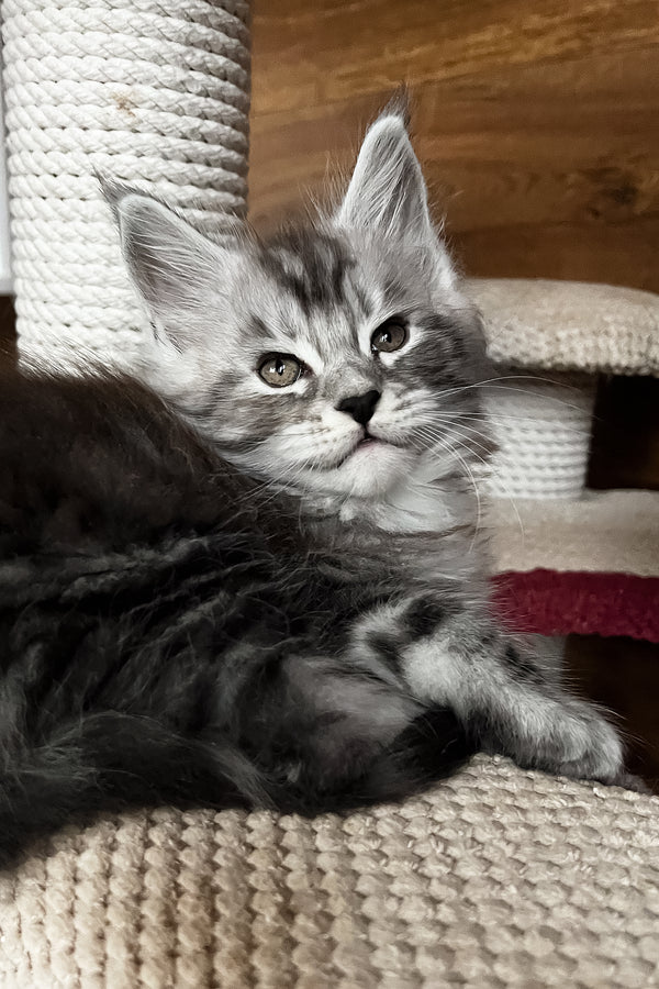 Rambo | Maine Coon Kitten