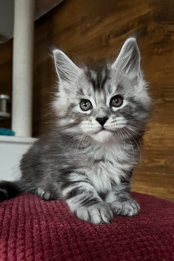 Rambo | Maine Coon Kitten