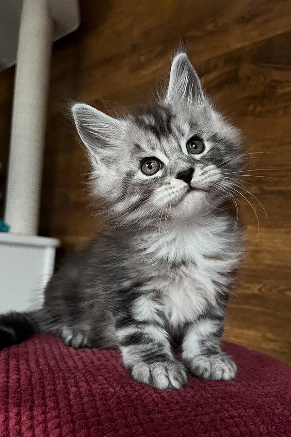 Rambo | Maine Coon Kitten