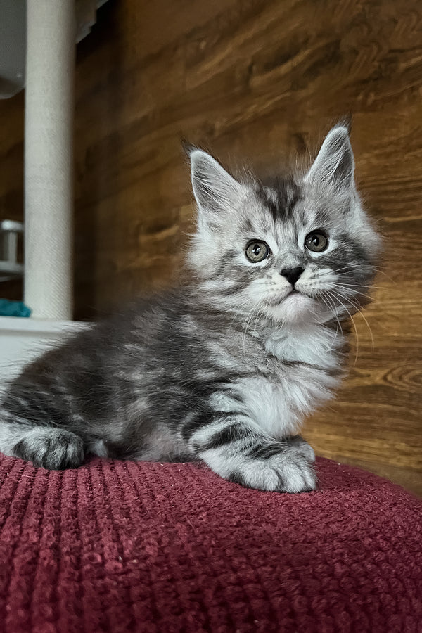 Rambo | Maine Coon Kitten