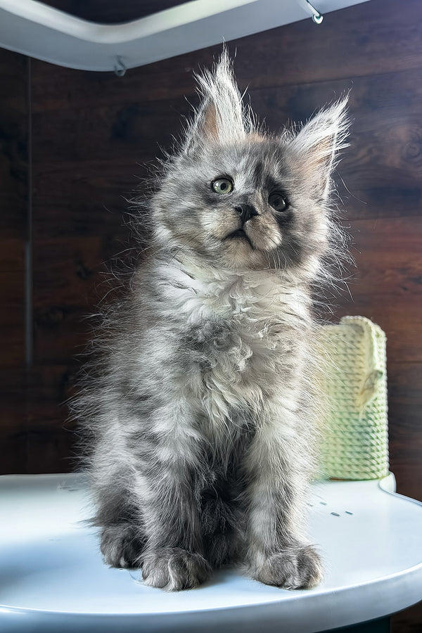 Bellah | Maine Coon Kitten