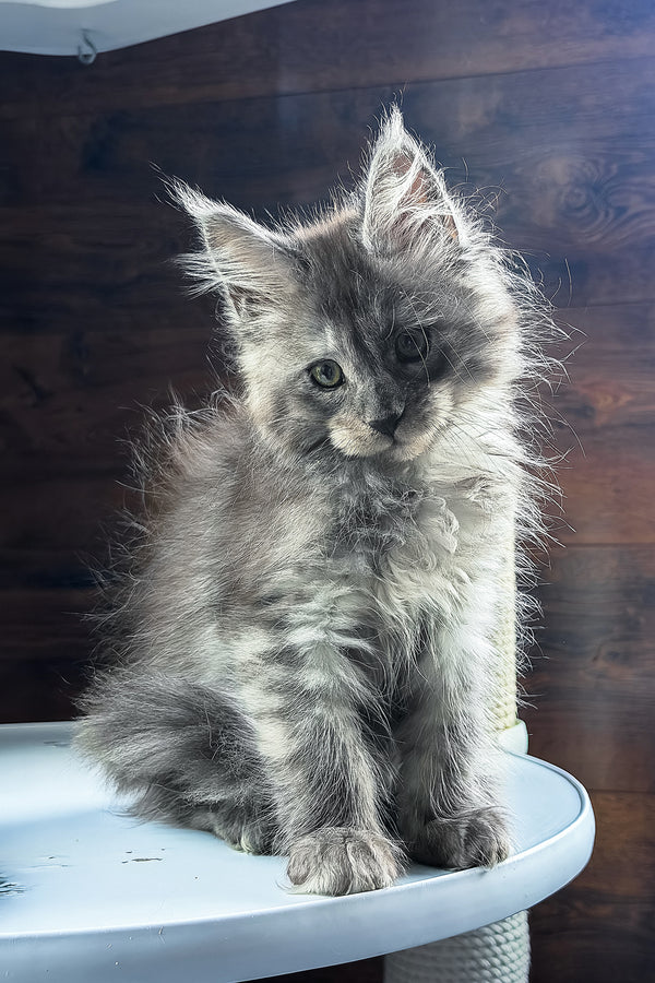 Bellah | Maine Coon Kitten