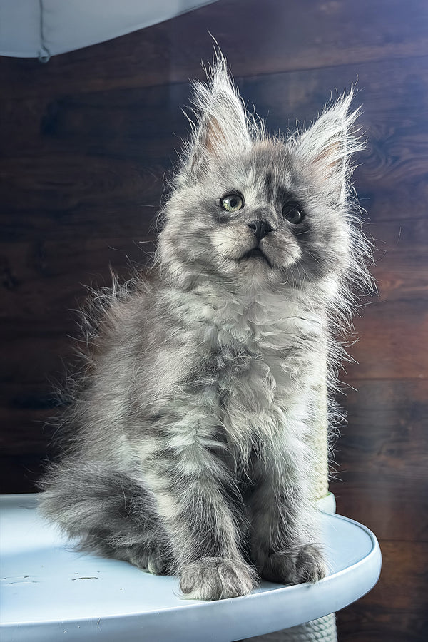 Bellah | Maine Coon Kitten