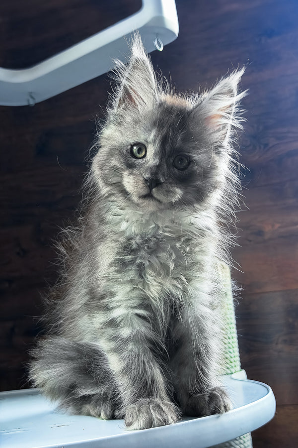 Bellah | Maine Coon Kitten