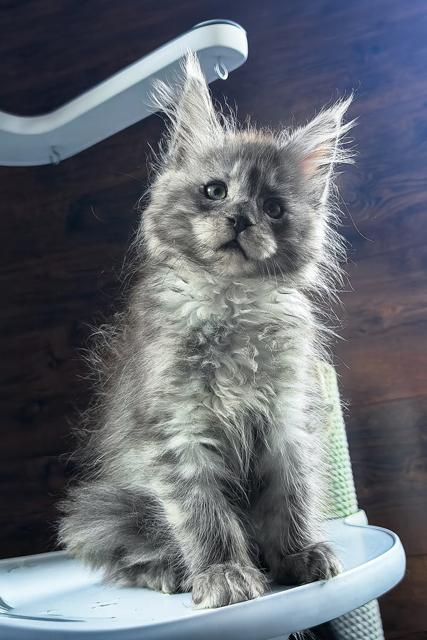 Bellah | Maine Coon Kitten