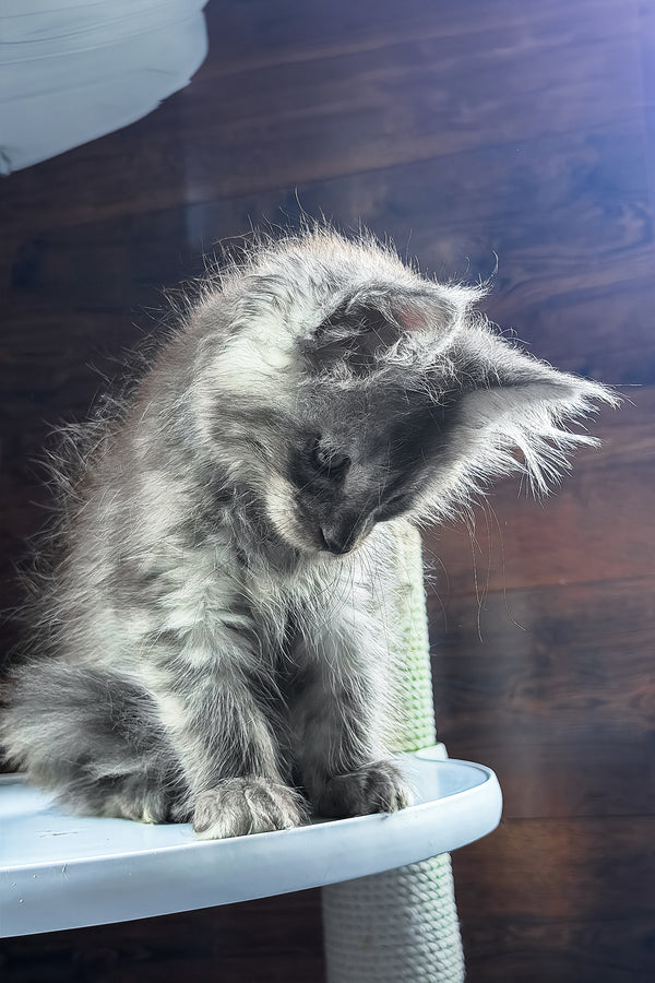 Bellah | Maine Coon Kitten