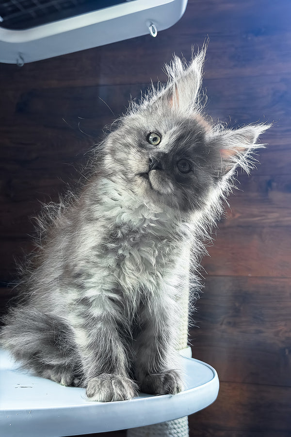 Bellah | Maine Coon Kitten