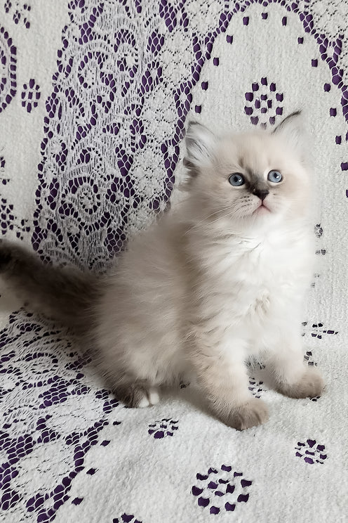 Luka | Siberian Kitten