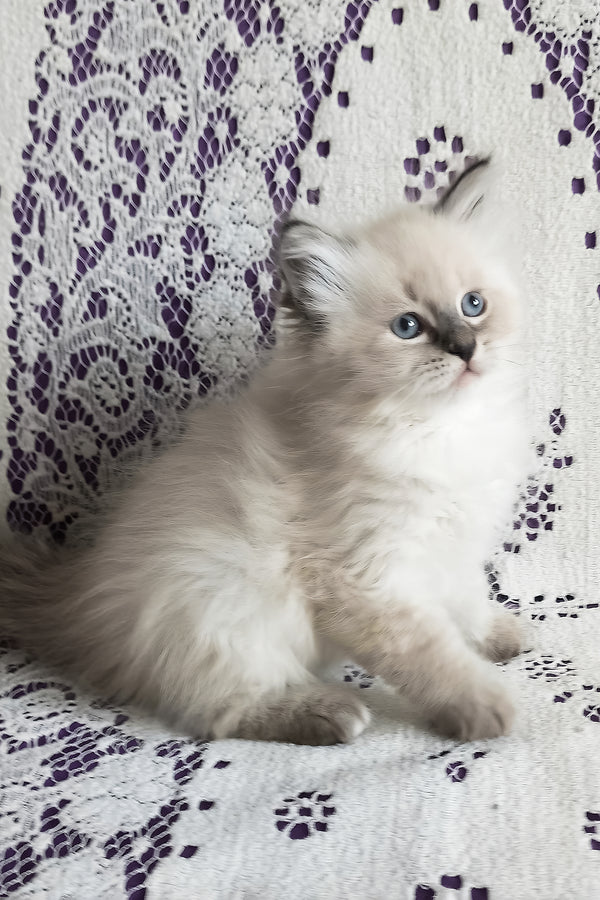 Luka | Siberian Kitten