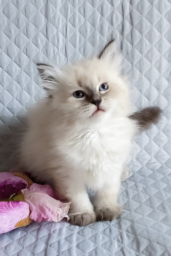 Luka | Siberian Kitten
