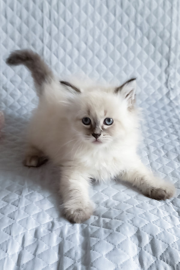 Luka | Siberian Kitten