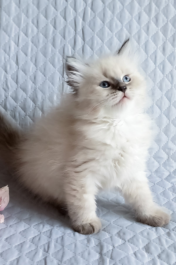 Luka | Siberian Kitten