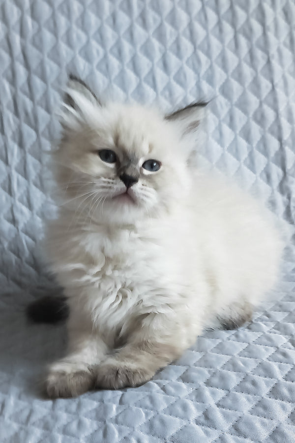 Luka | Siberian Kitten