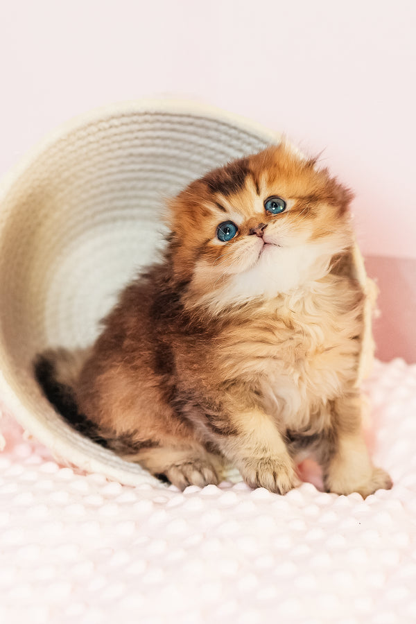 Vegas | Scottish Fold Longhair Kitten