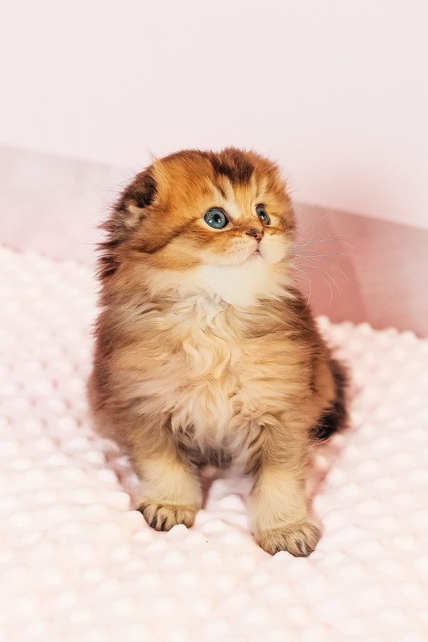 Vegas | Scottish Fold Longhair Kitten