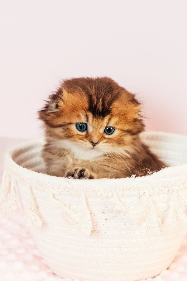 Vegas | Scottish Fold Longhair Kitten