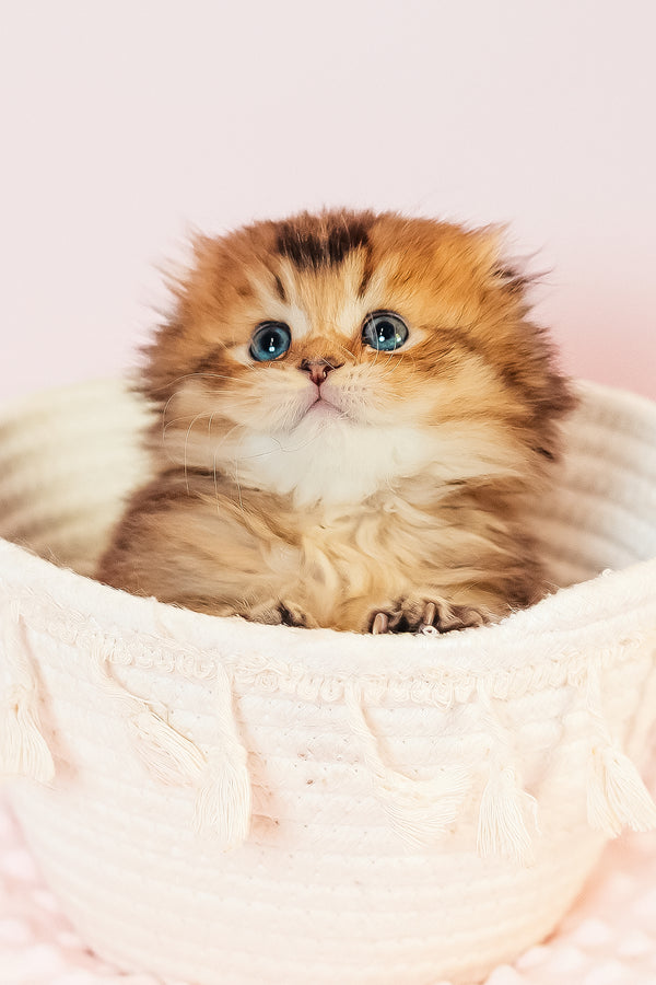 Vegas | Scottish Fold Longhair Kitten