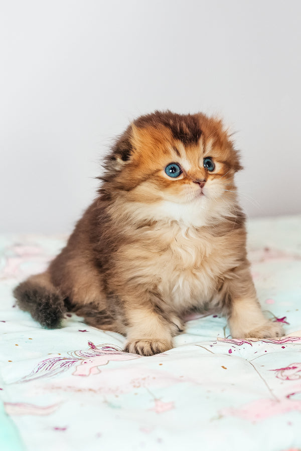 Vegas | Scottish Fold Longhair Kitten