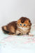 Vegas | Scottish Fold Longhair Kitten