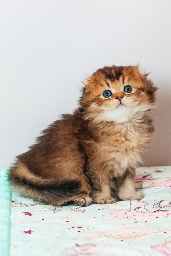 Vegas | Scottish Fold Longhair Kitten
