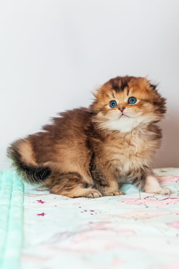 Vegas | Scottish Fold Longhair Kitten