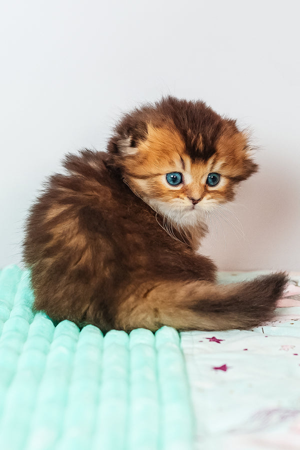 Vegas | Scottish Fold Longhair Kitten