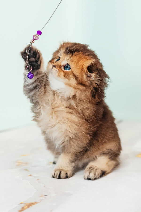 Vegas | Scottish Fold Longhair Kitten
