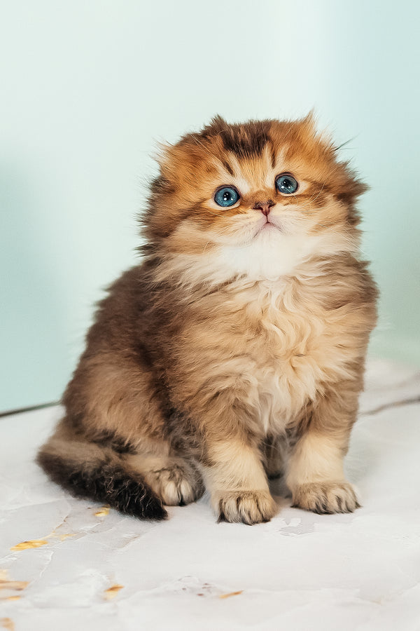 Vegas | Scottish Fold Longhair Kitten
